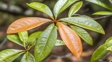 Close Up of Vibrant Green and Orange Leaves on a Branch. A Detailed Image Showing the Texture and Color of Autumn Foliage. photo