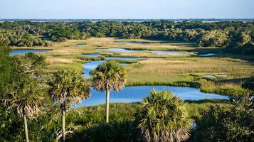Serene Coastal Marsh Landscape with Palm Trees and Winding Waterways. photo