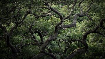 Intricate Branches of a Majestic Oak Tree in a Lush Forest. A close up view showcasing the textures and patterns of nature. photo