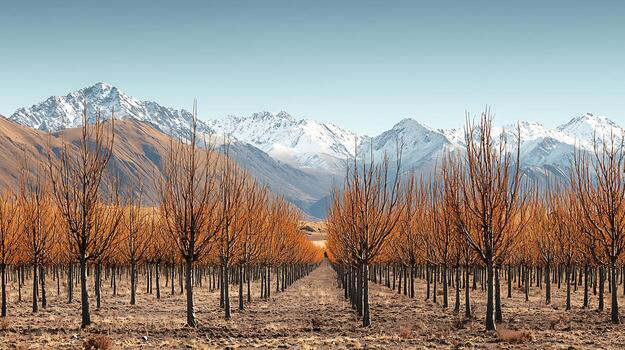Rows of Leafless Trees in an Orchard with a Majestic Snow-Capped Mountain Range in the Background. photo