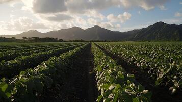 Lush Green Plantation Rows Against a Dramatic Mountain Range. photo