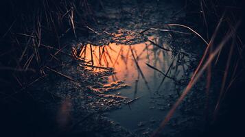 Sunset Reflection in a Marsh Puddle Close Up of Nature's Golden Hour. photo