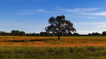Solitary Tree in a Vibrant Orange Wildflower Field under a Clear Blue Sky. photo