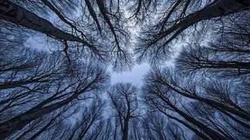 Upward View of Leafless Trees Against a Twilight Sky. A dramatic, low angle shot showcasing the intricate silhouettes of bare branches reaching towards the heavens. photo