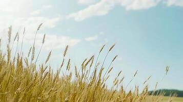 Golden Wheat Field Under a Summer Sky A Close Up View of Ripe Grain. photo