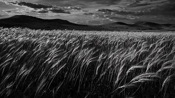 Monochromatic Landscape Wheat Field Under a Dramatic Sky. photo