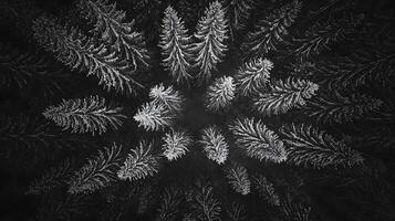 Aerial View of Frost-Covered Pine Trees in a Dark Forest. A stunning monochrome image perfect for winter-themed designs. photo