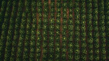Aerial View of Rows of Lush Green Crops in a Farmland Field. photo