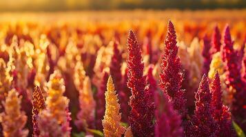 Golden Hour in a Field of Amaranth Flowers A Close Up of Vibrant Blooms. photo
