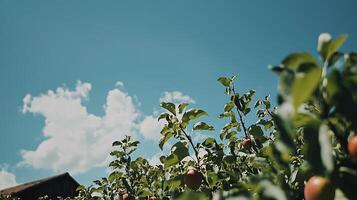 Apple Orchard on a Sunny Day Low Angle View of Growing Apples. photo