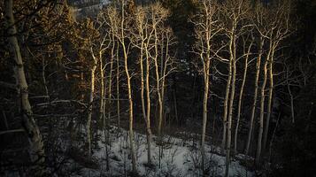 Golden Hour Aspen Grove in Winter Wonderland A Breathtaking View of Snow-Covered Trees. photo