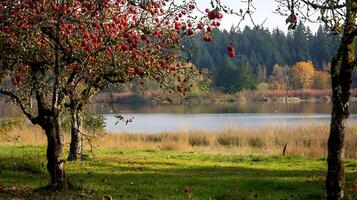 Autumnal Apple Orchard Overlooking a Calm Lake. A picturesque scene of ripe red apples hanging from branches, with a tranquil lake and autumn foliage in the background. photo