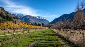 Picturesque Autumn Orchard Path in Mountain Valley. A scenic pathway winds through rows of fruit trees with vibrant fall foliage, offering breathtaking views of snow-capped mountains. photo