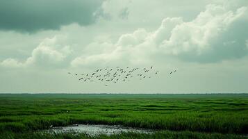 A flock of birds flying over a vibrant green paddy field under a cloudy sky. photo