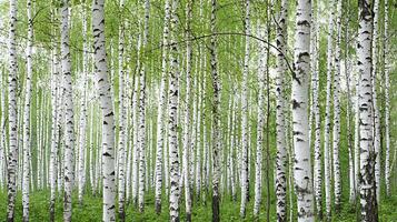 Serene Birch Forest A Tranquil Landscape of White Trunks and Lush Greenery. photo