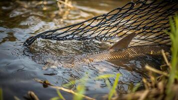 Close Up of a Carp in a Fishing Net, Rippling Water. photo