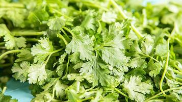 Fresh Cilantro Close Up A Detailed Image of Vibrant Green Herbs. photo
