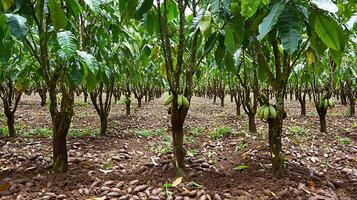 Lush Cacao Plantation Rows of Cocoa Trees with Pods and Beans. photo