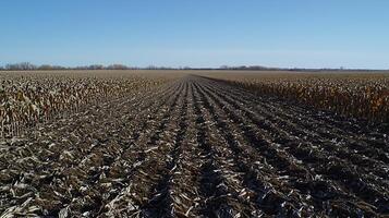 Harvested Cornfield Rows of Dried Stalks and Plowed Earth. photo