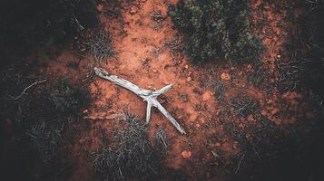 Aerial View of Bleached Driftwood on Red Earth. A high angle photograph showcasing the texture of the desert landscape. photo