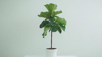 Fiddle Leaf Fig Plant in White Pot Against a Light Gray Wall. A single, vibrant fiddle leaf fig tree stands tall in a simple white pot, creating a minimalist and calming image. photo