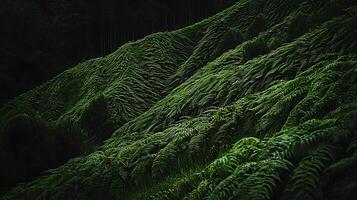 Lush Green Fern Hillside A Natural Texture Background. photo