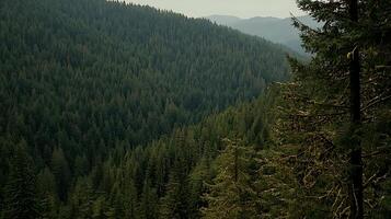 Lush Evergreen Forest Landscape A Panoramic View of Coniferous Trees on a Mountainside. photo