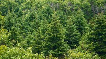 Lush Evergreen Forest A Dense Canopy of Fir Trees. photo