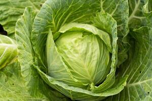Close-up of fresh ripe cabbage on a vegetable bed. Cabbage forks growing in the garden, top view. Organic vegetable background. Concept of agriculture photo