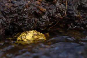 Gold Nugget mining from the River in Austria, real Gold . photo