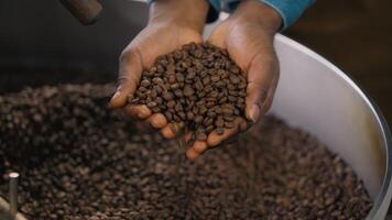 Close up male African American man hands holding aromatic roasted coffee beans in roasting machine unrecognizable guy barista pick up cocoa working in fabric caffeine quality cropped view industry video