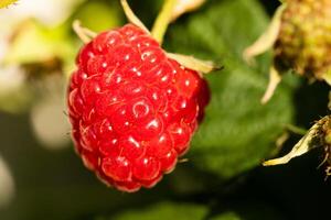 Ripe red raspberry hanging on a shrub. Close-up. photo