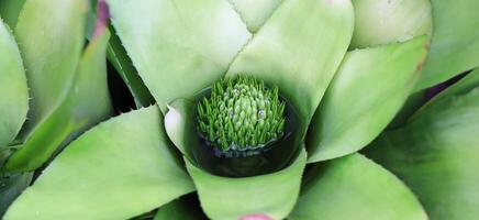 A close up of a green plant with a flower photo