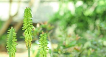 A close up of some green plants photo