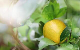 A lemon is growing on a tree with leaves photo