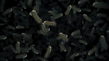 Close up, microscopic view of infectious bacteria cells flowing across the frame. Ideal for projects related to microbiology, healthcare and science. Full HD and looping medical background. video