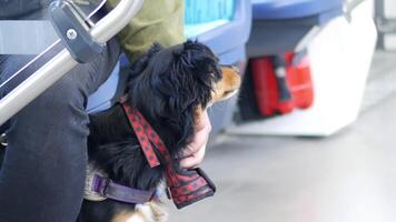 Dog enjoys ride on public transport in urban setting video