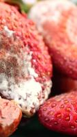 moldy strawberries on a table video