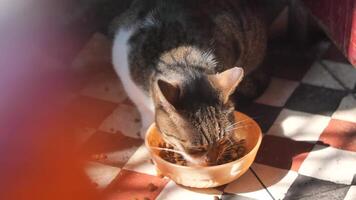 Cat enjoys meal in cozy kitchen setting during sunny day video