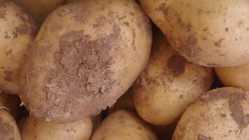 Freshly harvested potatoes from local farm in autumn season video