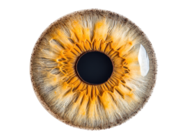 Unique close up of human iris showcasing intricate patterns and colors png