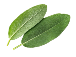 Fresh sage leaves for culinary use and herbal remedies png