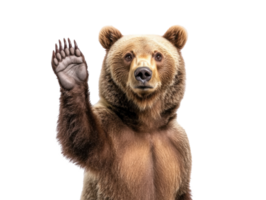 Grizzly bear waving hello in nature setting to greet visitors png