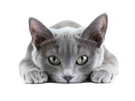 Gray cat resting on a surface while looking curiously at the camera png