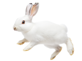 White rabbit hopping in motion with soft fur png