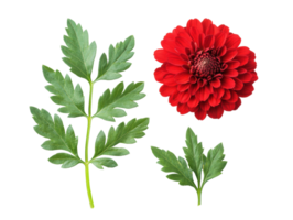 Red flower and green leaves for creative design projects png