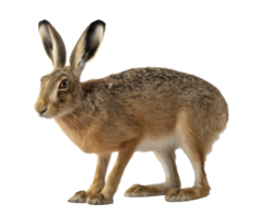 Brown hare in a natural pose with alert expression for educational use png