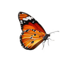 Colorful butterfly showcasing intricate patterns and vibrant colors png
