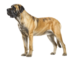 Majestic bullmastiff standing gracefully in profile view png