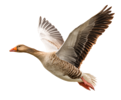 Goose in Flight Overhead Captured with Graceful Wings Spread png